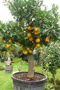 зелена Затворени погони Свеет Оранге (Citrus sinensis) фотографија