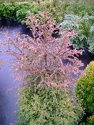 红 室内植物 柳杉 (Cryptomeria) 照片