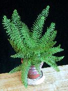 verde Plante de interior Sabie Ferigă (Polystichum) fotografie
