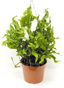 zöld Szobanövények Édesgyökerű Páfrány (Polypodium) fénykép