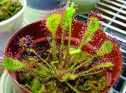 薄緑 屋内植物 丸い葉のモウセンゴケ (Drosera) フォト