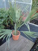 緑色 屋内植物 サバル (Sabal) フォト
