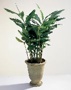 verde Plantas de interior Cardamomum, Cardamomum Elettaria  foto