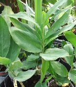 绿 室内植物 豆蔻，elettaria豆蔻 (Amomum) 照片