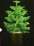 緑色 屋内植物 チリ松 (Araucaria) フォト