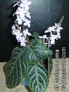 motley Toataimed Chamaeranthemum, India Tehase  foto
