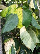 Uguns Pūķis Acalypha, Hoja De Cobre, Varš Leaf popurijs Augs