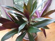 Rhoeo Tradescantia пурпурен Растение