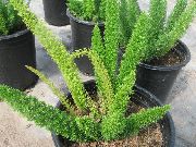 zelena Sobne Rastline Beluši (Asparagus) fotografija