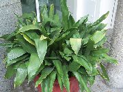 зелений Домашні рослини Аспидистра (Aspidistra) фото