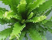 zelena Sobne biljke Spleenwort (Asplenium) foto