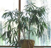 зелен Стайни растения Бамбук (Bambusa) снимка