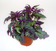 roxo Plantas de interior Purple Velvet Plant, Royal Velvet Plant (Gynura aurantiaca) foto