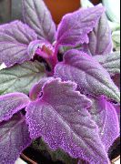 пурпурен  Лилаво Кадифе Растение, Кралското Кадифе Растителна (Gynura aurantiaca) снимка