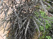 tmavě-zelená Pokojové rostliny False Aralia (Dizygotheca elegantissima) fotografie