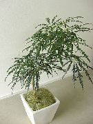 მუქი მწვანე შიდა მცენარეები ცრუ Aralia (Dizygotheca elegantissima) ფოტო