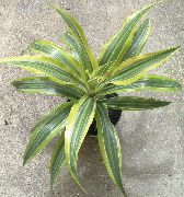 Dracaena bont Plant