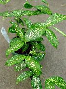 მწვანე შიდა მცენარეები ოქროს მტვერი Dracaena (Dracaena godseffiana) ფოტო