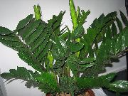 tamnozelene Sobne biljke Masti Dječak (Zamiaculcas zamiifolia) foto