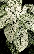 sidabrinis Vidinis augalai Caladium  nuotrauka
