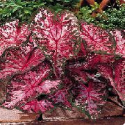 koyu kırmızı Kapalı bitkiler Caladium  fotoğraf