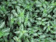 ჭრელი შიდა მცენარეები Callisia, ბოლივიური ებრაელი  ფოტო