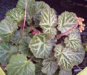 gesprenkelt Zimmerpflanzen Hausierer Korb, Rudern Seemann, Erdbeere Geranie (Saxifraga stolonifera) foto