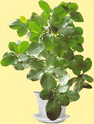 зелений Домашні рослини Корінокарпус (Corynocarpus) фото
