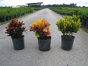 rengârenk Kapalı bitkiler Kroton (Codiaeum) fotoğraf