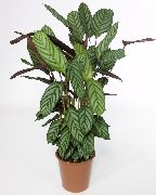 杂色 室内植物 Ctenanthe  照片