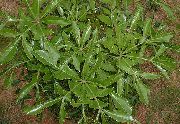 ღია მწვანე შიდა მცენარეები როკ კომბოსტო ხე (Cussonia natalensis) ფოტო