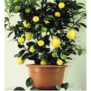 sötétzöld Szobanövények Citrom (Lemon) fénykép