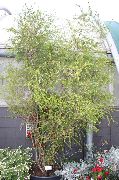 Melaleuca verde Planta