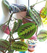 杂色 室内植物 祈祷厂 (Maranta) 照片