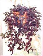 红葡萄酒 室内植物 薇甘菊半夏 (Mikania ternata) 照片