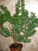 зелений Домашні рослини Мирт Звичайний (Myrtus communis) фото