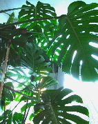 Fendue Philodendron Feuilles bigarré Plante