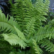 verde Plantas de interior Sword Ferns (Nephrolepis) foto