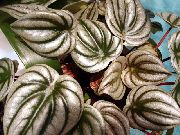 argintiu  Plantă Radiator, Begonii Pepene Verde, Plante De Cauciuc Pentru Copii (Peperomia) fotografie