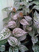 gesprenkelt Zimmerpflanzen Celebes Pepper, Prächtige Pfeffer (Piper crocatum) foto