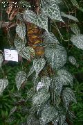 tarkabarka Szobanövények Celebesz Bors, Paprika Csodálatos (Piper crocatum) fénykép