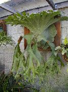 Platicerium (Olenij Рога) жарығы жасыл Өсімдіктер