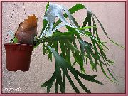 绿 室内植物 鹿角蕨，elkhorns (Platycerium) 照片