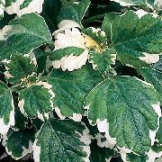 Zweedse Ivy bont Plant
