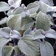 сребро Стайни растения Шведски Бръшлян (Plectranthus) снимка