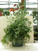 зелений Домашні рослини Птерис (Pteris) фото