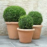 grün Zimmerpflanzen Buchsbaum (Buxus) foto