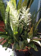 杂色 室内植物 虎尾 (Sansevieria) 照片
