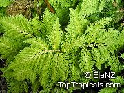 Vrsta Selaginella svetlo zelena Rastlina