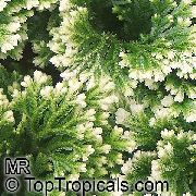 Selaginella strakatý Rastlina